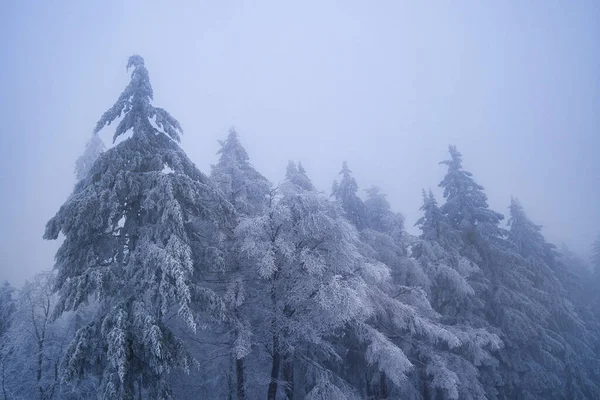 Winter Landscape Snow Covered Trees — Stock Photo, Image