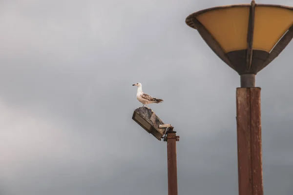 Meeuw Zittend Metalen Paal — Stockfoto