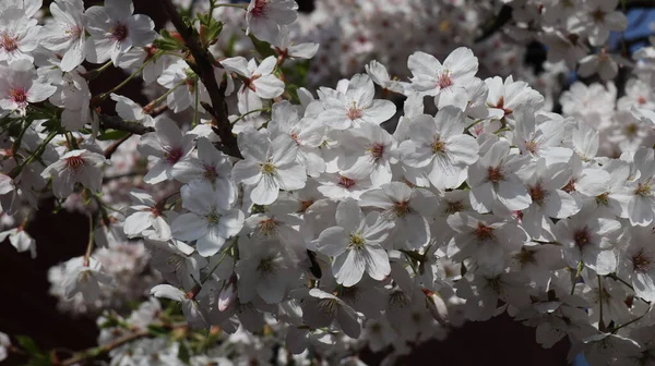 Красивые Цветы Яблони Саду — стоковое фото