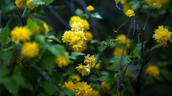 Hermosas Flores Que Crecen Jardín — Foto de Stock