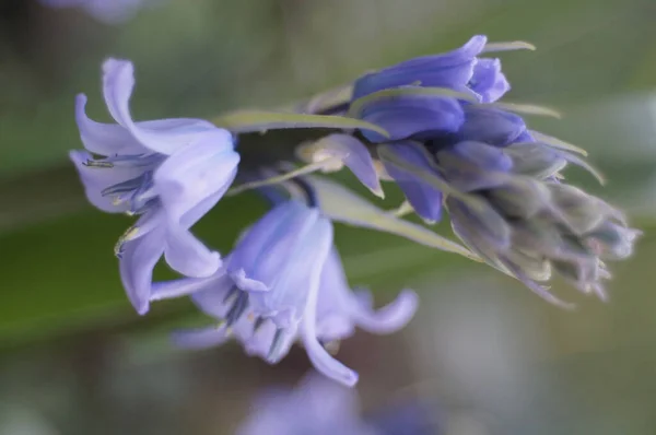 Schöne Blumen Wachsen Garten — Stockfoto