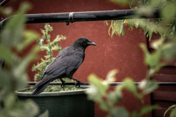 Schöne Aufnahme Eines Vogels Natürlichem Lebensraum — Stockfoto