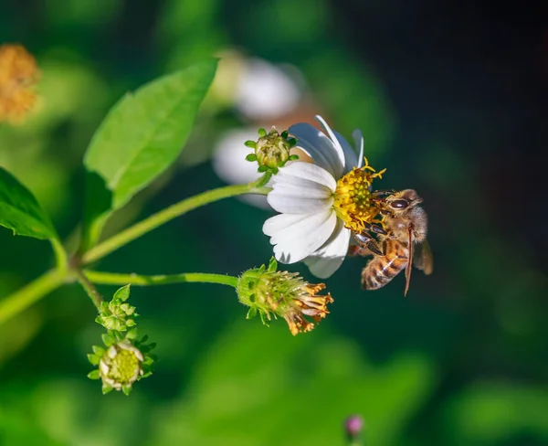 Včela Květině — Stock fotografie