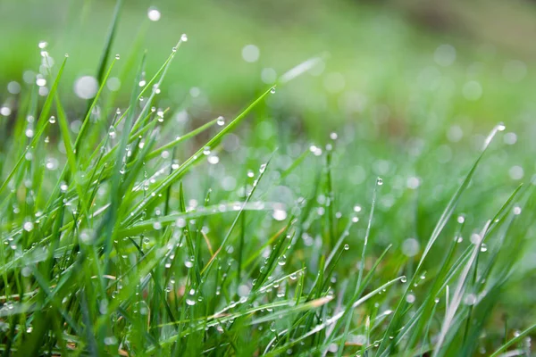 Grünes Gras Mit Tautropfen — Stockfoto