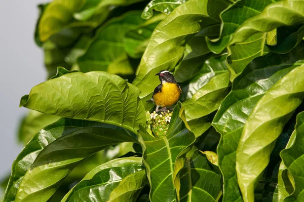 Bird Branch Tree — Stock Photo, Image