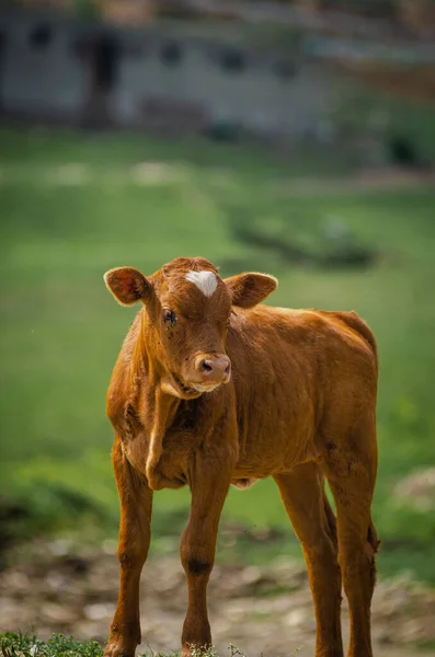 Eine Kuh Auf Dem Feld — Stockfoto