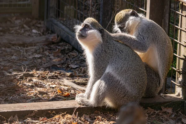 動物園でかわいい猿のクローズアップショット — ストック写真