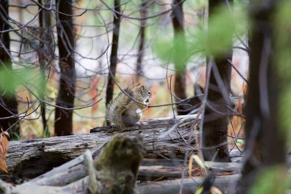 Ein Kleines Eichhörnchen Wald — Stockfoto