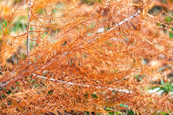 Höst Löv Höst Säsong Flora — Stockfoto