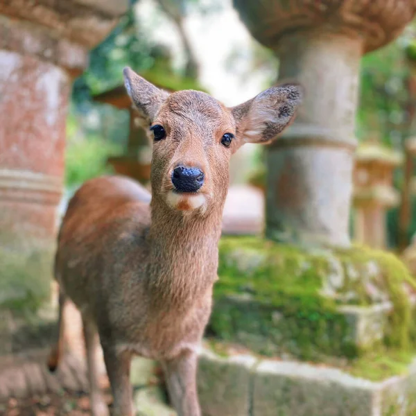 இளம — ஸ்டாக் புகைப்படம்