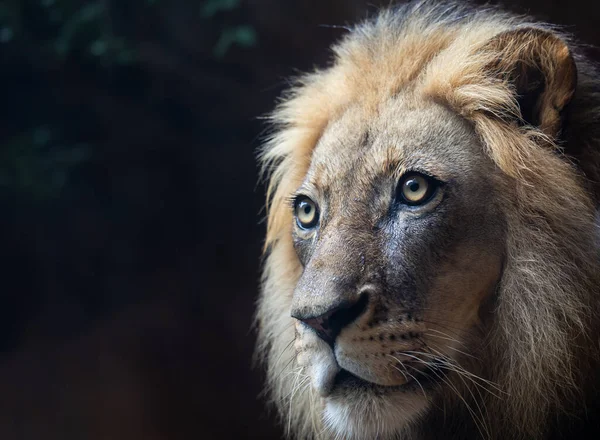 Närbild Ett Manligt Lejon Natur Bakgrund — Stockfoto