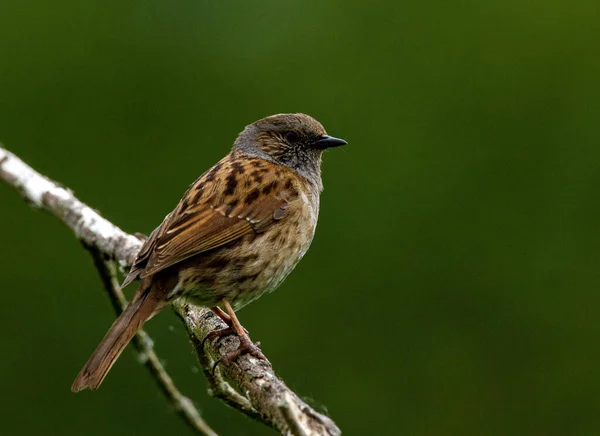 Scenic View Beautiful Bird Nature — Stock Photo, Image