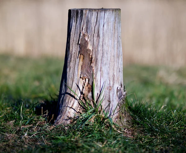 Stare Drewniane Ogrodzenie Zielonym Tłem — Zdjęcie stockowe