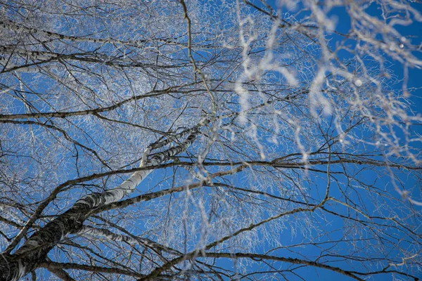 Paisaje Invierno Con Nieve —  Fotos de Stock