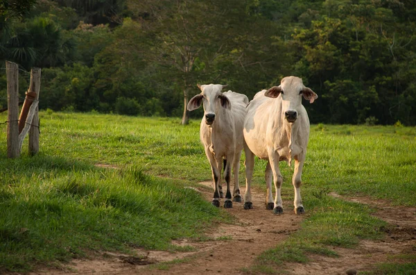 Корови Пасуться Полі Фоні Природи — стокове фото