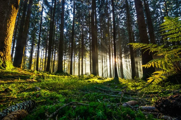 Όμορφο Δάσος Πρωί Στο Φόντο Της Φύσης — Φωτογραφία Αρχείου