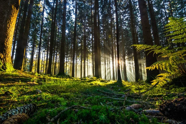 Krásný Les Dopoledních Hodinách Pozadí Přírody — Stock fotografie