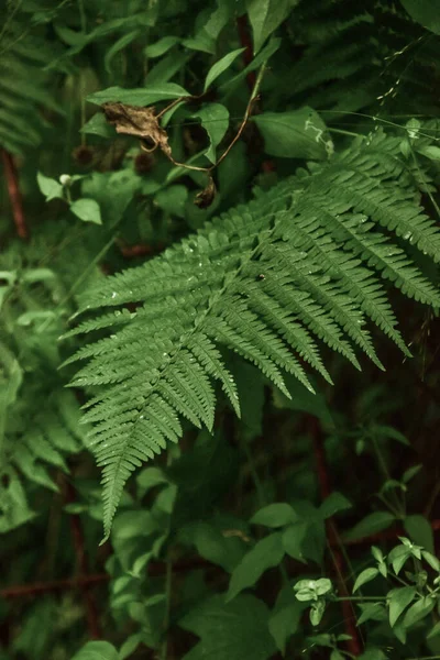 花园里一株植物的绿叶 — 图库照片