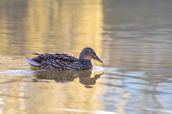 湖上美丽的野鸭 — 图库照片