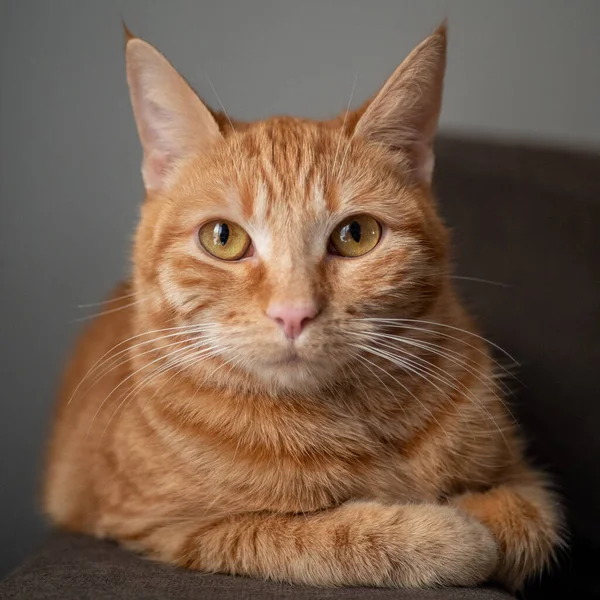 Cuki Piros Macska Háttérben Közelről — Stock Fotó