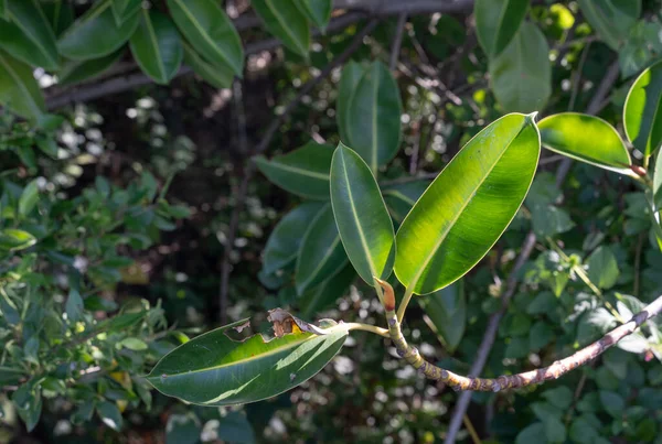 Πράσινα Φύλλα Στον Κήπο — Φωτογραφία Αρχείου