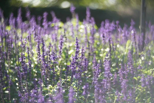 Piękne Purpurowe Kwiaty Lawendy Ogrodzie — Zdjęcie stockowe