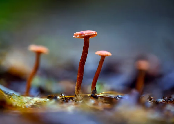 Paddenstoel Het Bos — Stockfoto