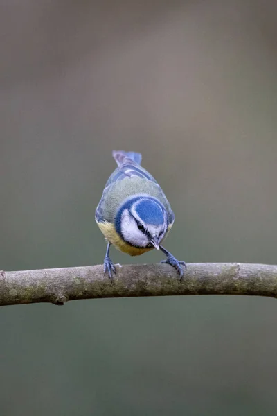 Vogel Auf Einem Ast — Stockfoto