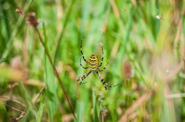 Primer Plano Una Araña Sobre Una Hoja Verde — Foto de Stock