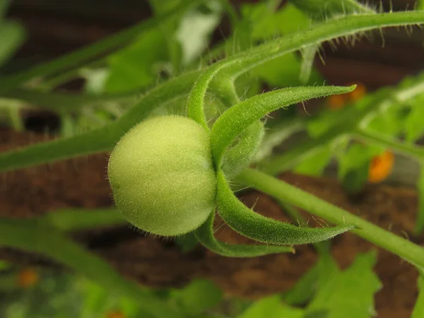 Foglie Verdi Una Pianta Nel Giardino — Foto Stock