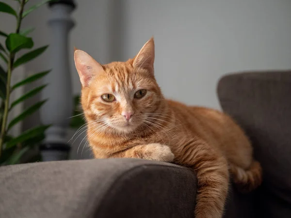 Niedliche Rote Katze Auf Hintergrund Nahaufnahme — Stockfoto