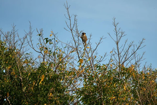 Vogel Auf Dem Baum — Stockfoto