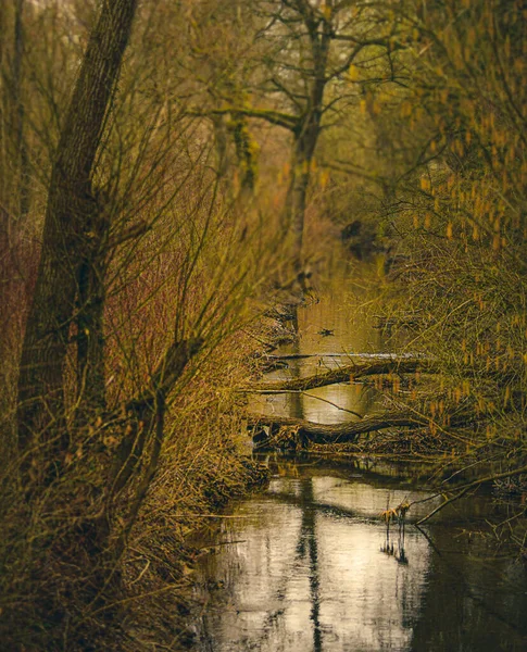 Beau Paysage Automne Avec Des Arbres Des Feuilles — Photo