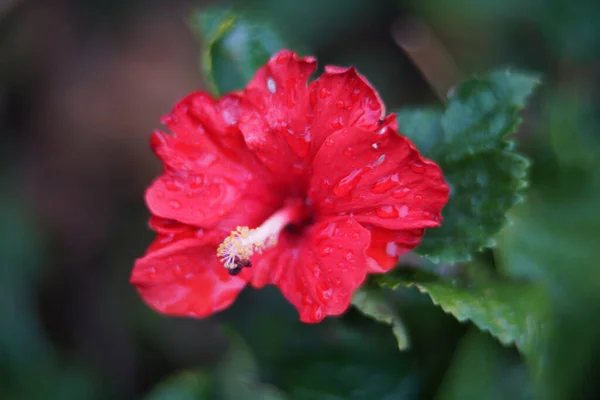 Bahçedeki Güzel Kırmızı Çiçek — Stok fotoğraf