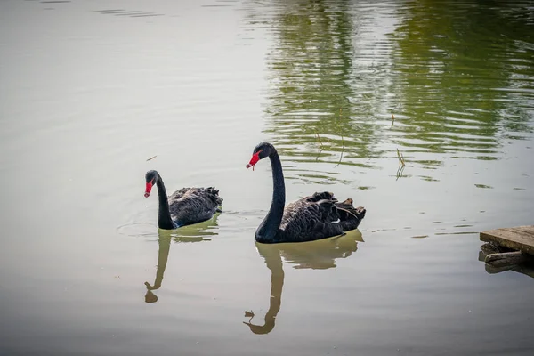 Hermosos Cisnes Nadando Lago — Foto de Stock