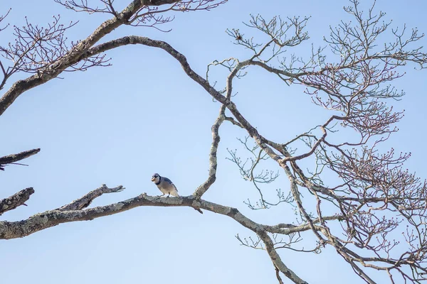 Ağaç Dalında Oturan Kuş — Stok fotoğraf
