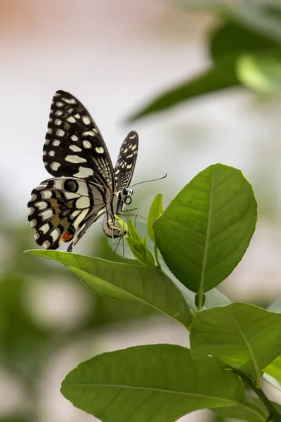 美丽的蝴蝶在自然背景的花朵上 — 图库照片
