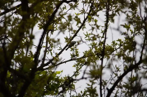 Grüne Blätter Eines Baumes Wald — Stockfoto