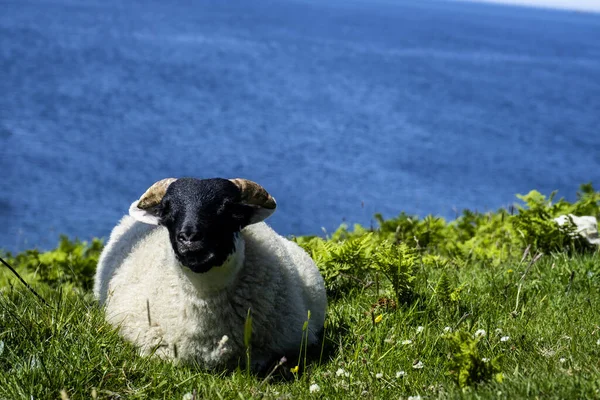 Een Hond Het Groene Gras — Stockfoto