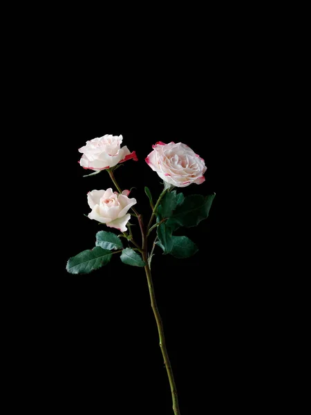 Belles Roses Sur Fond Noir — Photo