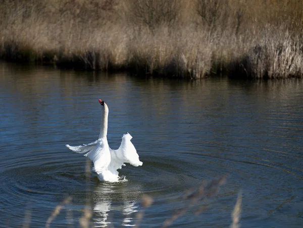 Weißer Schwan Auf Dem See Vor Naturkulisse — Stockfoto