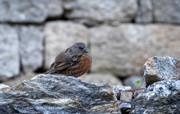 Gros Plan Oiseau Sur Fond Nature — Photo