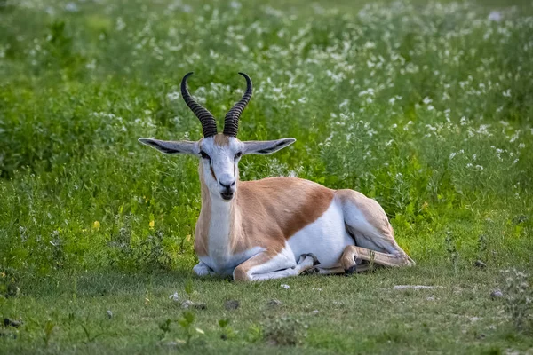 Closeup Shot Goat Park — Stock Photo, Image