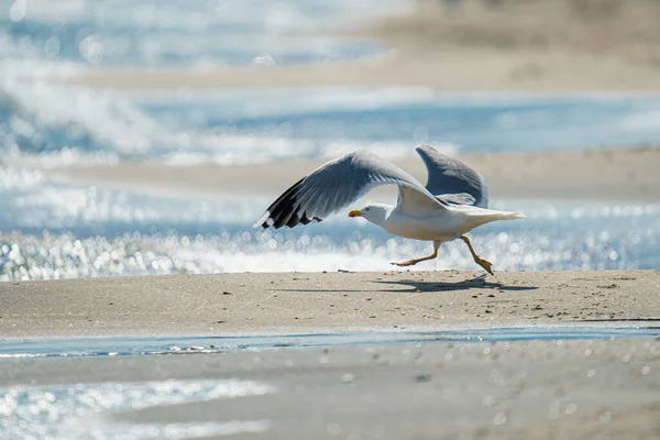 海鸥在沙滩上的自然背景 — 图库照片