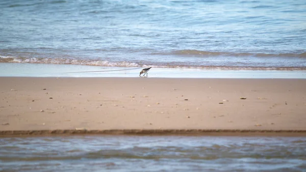 Beau Plan Une Mouette Marchant Sur Plage — Photo