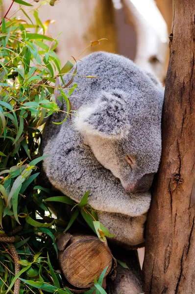 Koala Ormanda Doğa Arka Planında — Stok fotoğraf