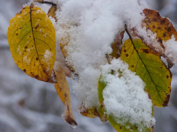 Herbstlaub Und Winter Auf Dem Hintergrund Der Natur — Stockfoto