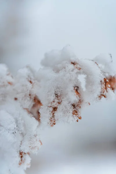 Neve Coberta Com Folhas Brancas Fofas Dia Inverno — Fotografia de Stock