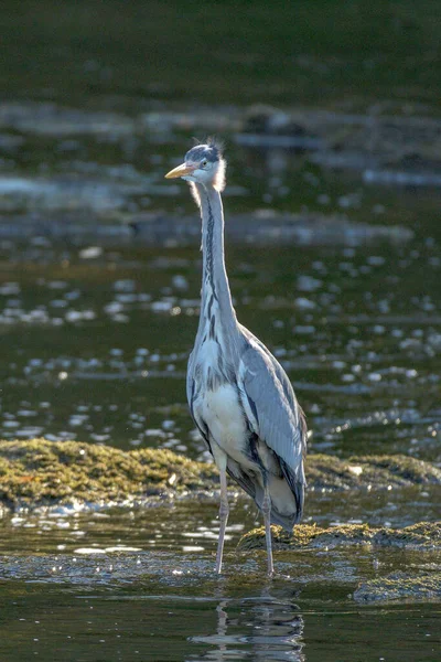 Héron Dans Eau — Photo