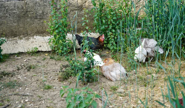 Flock Vita Och Bruna Kycklingar Ett Grönt Gräs — Stockfoto